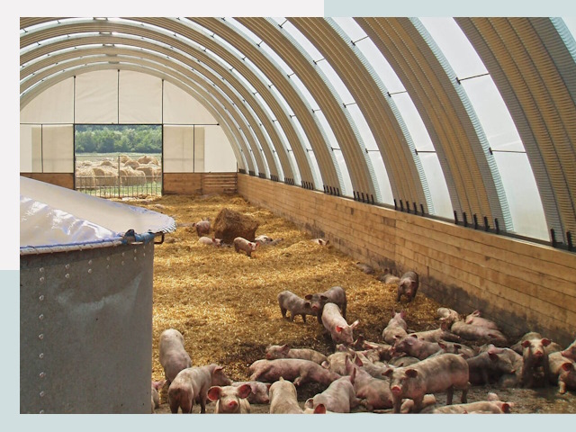 Строительство свинарников в Владимире